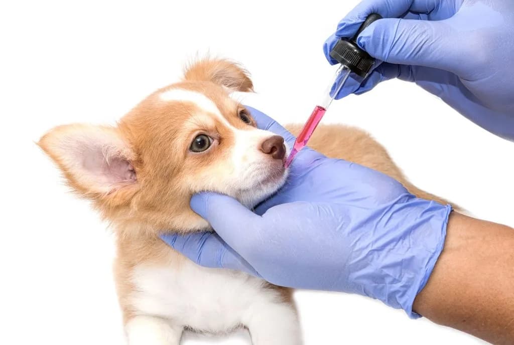 Pet Medications: What You Need to Know